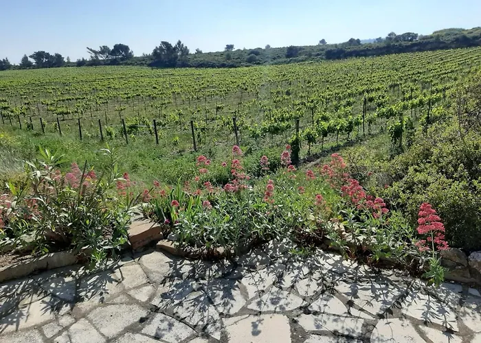 Garrigue Sur Cour Nyaraló *